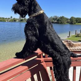 Giant Schnauzers and Miniature Schnauzers from CARRY ON SCHNAUZERS