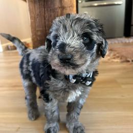 Atlas - Merle male Labradoodle puppy in Alliance, Ohio from Mount Olive Doodles