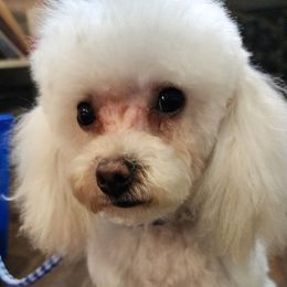 Gribble - White male Poodle puppy in Union City, Georgia from Fairy Dog Mother