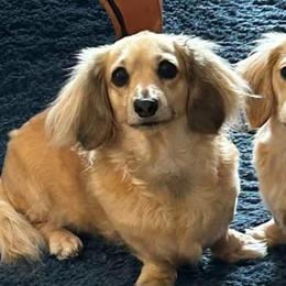 Dachshunds from Ivy Cream Dachshunds