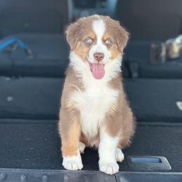 Rain - Red tri-color Australian Shepherd puppy in Florida from Florida Australian Shepherds