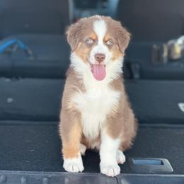 Rain - Red tri-color Australian Shepherd puppy in Florida from Florida Australian Shepherds