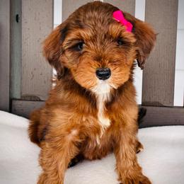Hazel - Chocolate female Goldendoodle puppy in Auburn, Indiana from Martin’s Doodles