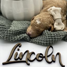 Boy 4 - Red  Goldendoodle puppy in Blanchard, Oklahoma from I Dream of Doodles