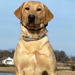 Labrador Retriever puppies from Buffalo Valley Breeders