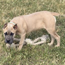 Flirt - Fawn female Cane Corso puppy in Briggs, Texas from Capital City Corso’s