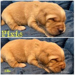 Pixie (picks are done at pickup and in order of deposit) - Yellow female Labrador Retriever puppy in Hartly, Delaware from Triple Threat Labradors