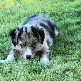 Australian Shepherd Puppies from Sliding S Australian Shepherds