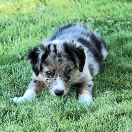 Australian Shepherd Puppies from Sliding S Australian Shepherds