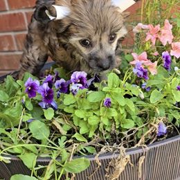Ayla Long Star Angel - Brown female Chinese Crested puppy in Amarillo, Texas from Victoria's Chinese Cresteds Long Star Angels