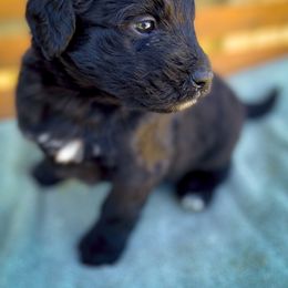 Bernedoodle and Siberian Husky Puppies from Timberline Paws