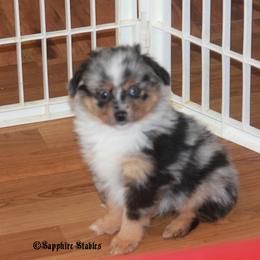 Miniature Australian Shepherd and Toy Australian Shepherd Puppies from Sapphire Stables