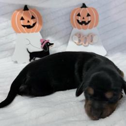 Raven - Blue and tan female Dachshund puppy in Hillsville, Virginia from Bonderosa Kennels