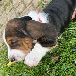 Basset Hound Puppies from Brookside Bassets