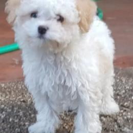 Maltipoo Puppies from Little Cupcakes and Little Punkins Maltipoos