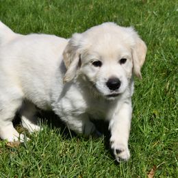 Golden Retriever Puppies from Ike Jon Goldens