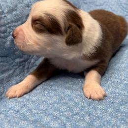 Holly - Red tri-color female Australian Shepherd puppy in Olivehurst, California from Double M Aussies