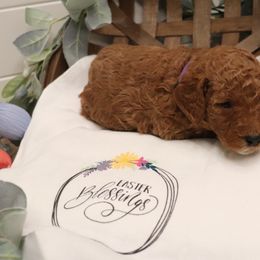 Poodle Puppies from Red Barn Moyen Poodles