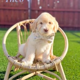 Theo - Cream male Goldendoodle puppy in Dallas County, Texas from Dream A Little Doodle
