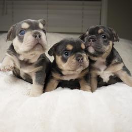 French Bulldog puppies from McDaniel Farm and Fowl