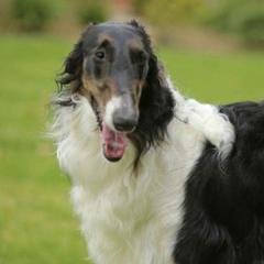 Borzoi and Silken Windhound All Grown Up from Gwen Little's Borzois and Silken Windhounds