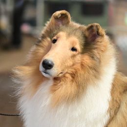 Sydney - Collie