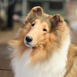 Sydney - Collie
