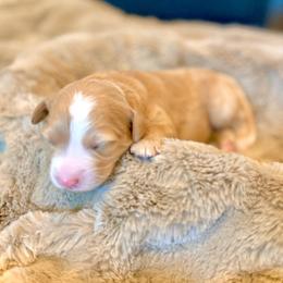 Bowser- white collar male - Yellow and white male Bernedoodle puppy in Salt Lake County, Utah from Coco Avenue Pups