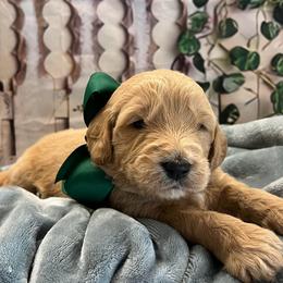 Bougainvillea Bo - Cream male Goldendoodle puppy in The Woodlands, Texas from Gracie's Goldendoodles and Bernedoodles