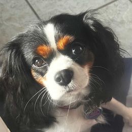 Zoey - Cavalier King Charles Spaniel