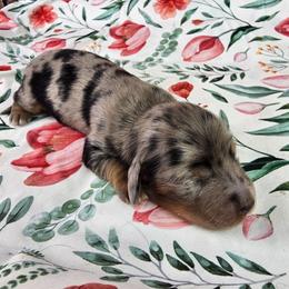 Kit Kat - Dapple female Dachshund puppy in Malad City, Idaho from Mountain Sage Dachshunds
