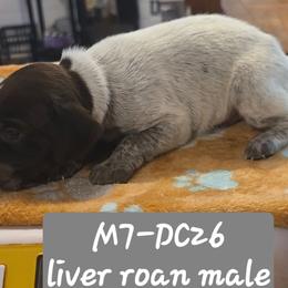 Grey - Liver roan male German Shorthaired Pointer puppy in Dahlonega, Georgia from Pointer Mountain Bird Dogs