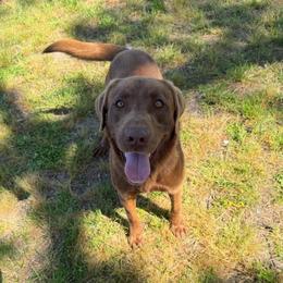 Sully - Labrador Retriever