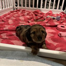 Dachshund Puppies from Mir and Dachshunds