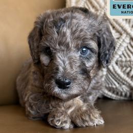 Everglades - Tri-color male Labradoodle puppy in Lubbock, Texas from Lucky Labradoodles
