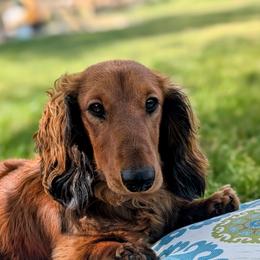 Sir Samwise Gamgee - Dachshund