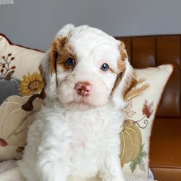 Leaf - Parti male Goldendoodle puppy in Ottawa, Ohio from Simply Beautiful Goldendoodles
