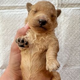 Male 3 - Cream male Goldendoodle puppy in Brooksville, Florida from Kruger Doodles