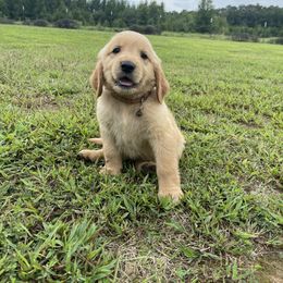 Goldendoodle and Golden Retriever Puppies from Goldie Locks Golden Retrievers & Doodles