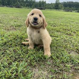 Goldendoodle and Golden Retriever Puppies from Goldie Locks Golden Retrievers & Doodles
