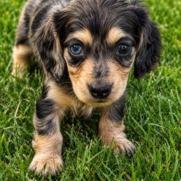Truffle - Dapple female Dachshund puppy in Salem, Oregon from Longdox Mini Dachshunds