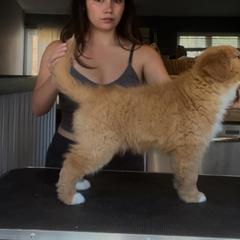 Nova Scotia Duck Tolling Retriever All Grown Up from Shireway Tollers