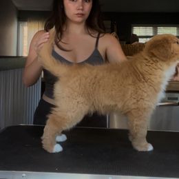 Nova Scotia Duck Tolling Retriever All Grown Up from Shireway Tollers