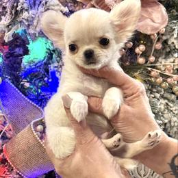 Brendan - Cream and white male Chihuahua puppy in Orlando, Florida from Destiny Chihuahuas