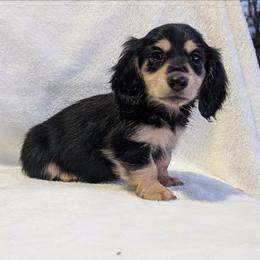 Bear - Black and cream male Dachshund puppy in Choctaw, Oklahoma from TS Performance Horses & Dachshunds