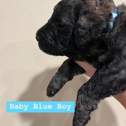 Poodle Puppies from Semmy’s standard Poodle