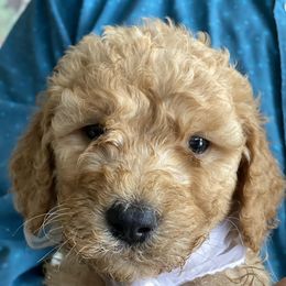Goldendoodle and Russian Toy Puppies from Nesting Dolls Russian Toys