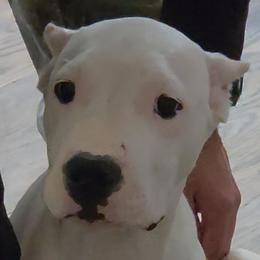 Sublime - White female Dogo Argentino puppy in Morgan Hill, Pennsylvania from De la Fuerza De Dios