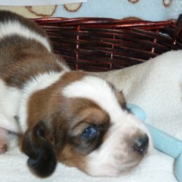 Basset Hound Puppies from All Ears Bassets