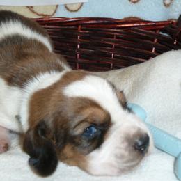 Basset Hound Puppies from All Ears Bassets